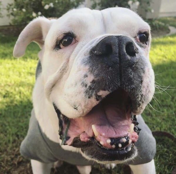 Hind legs paralyzed French bulldog from Taiwan VET4BULLDOG