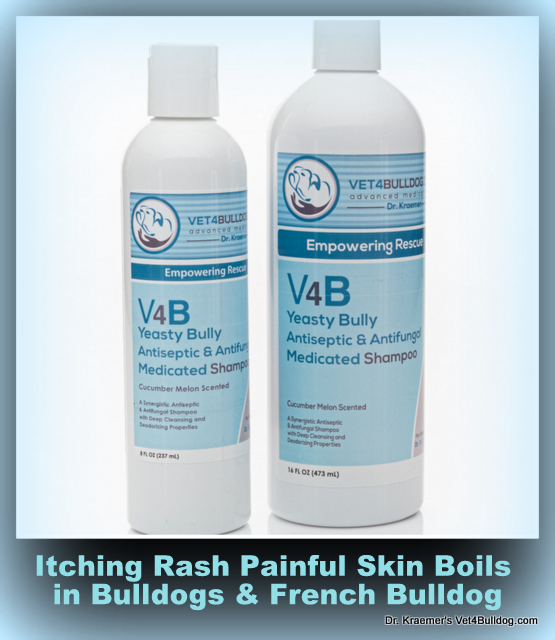 Answer for Itching Rash Painful Skin Boils in French Bulldog TREATMENT: