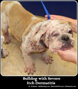 Itchy French Bulldog on Steroid