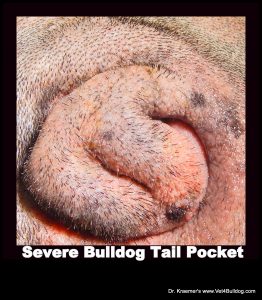 Bulldog smelly cheap tail pocket