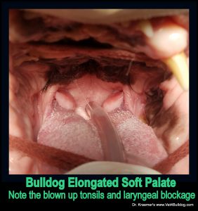 Does My Bulldog Need Soft Palate Surgery