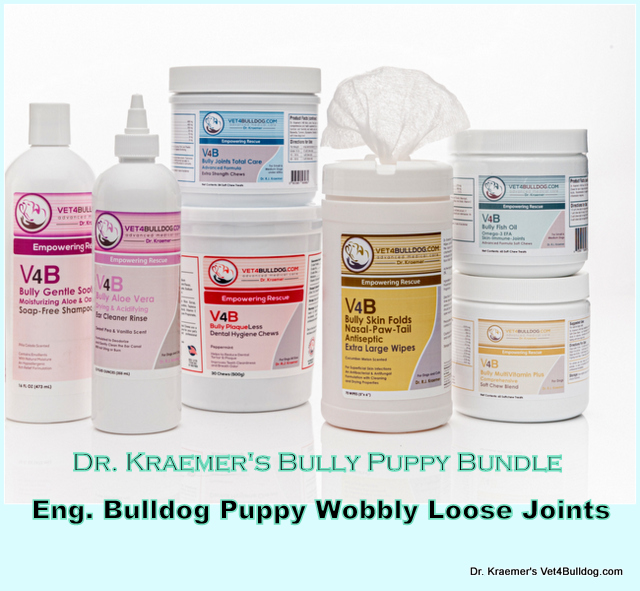 English Bulldog Puppy Wobbly Loose Joints Limping