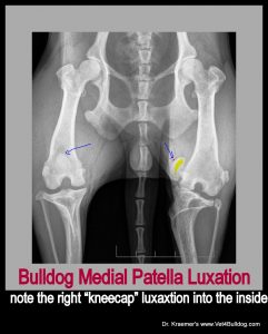 Answer for Stem Cell Therapy for Bulldog Patella Luxation