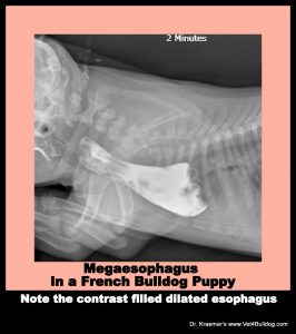 Answer for French Bulldog Puppy Vomiting Issue 