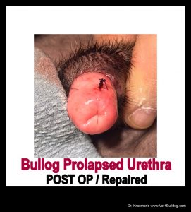 English Bulldog Bleeding Prolapse Urethra repaired by Dr. Kraemer