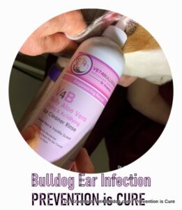 Flushing a bulldog infected ear Bulldog ear infection flushed with a bully therapeutic rinse