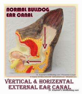 Bulldog normal External Ear canal