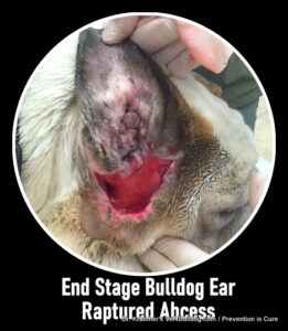 Infected end-stage bulldog ear