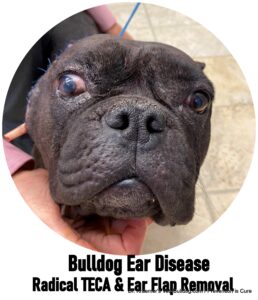 Bulldog post op ear canal resection surgery Bulldog TECA Surgery