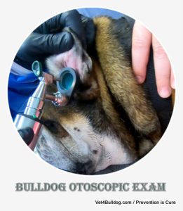 Bulldog Otoscopic Ear Exam
