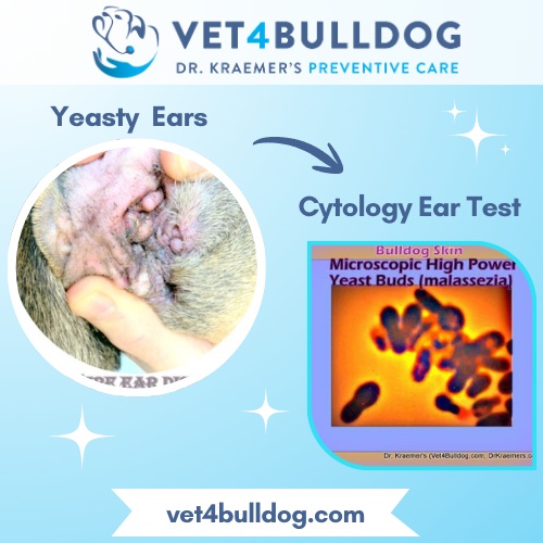 bulldog ears Yeast infection
