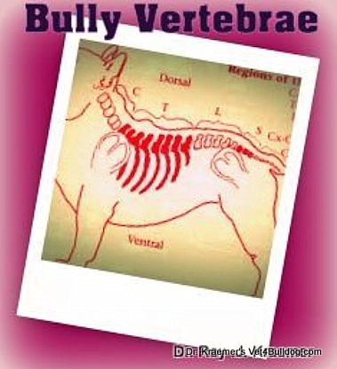 Bulldog Vertebra Schematic