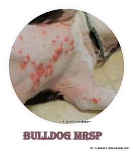 Bulldog and Fr Bulldog MRSP skin infection