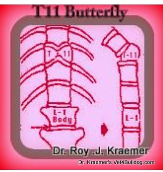 French bulldog butterfly wedge-shaped vertebra