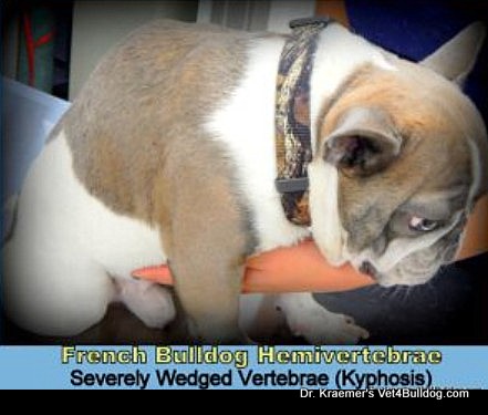 French bulldog wedged vertebrae Kyphosis