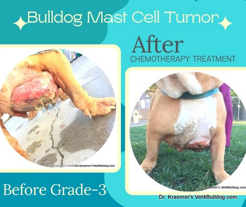 bulldog MCT Mast cell tumor before and after chemotherapy