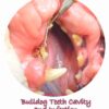 bulldog dental cavity and teeth decay
