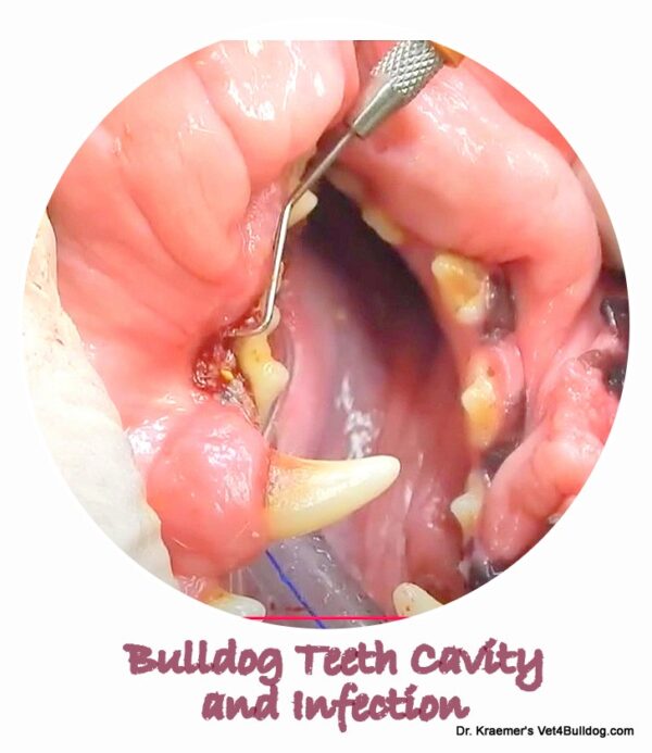 bulldog dental cavity and teeth decay
