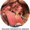 bulldog dental disease