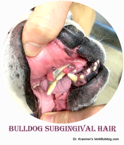 bulldog gingival hair