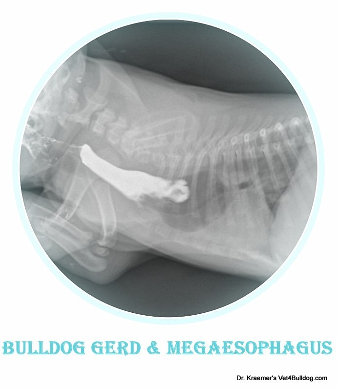 megaesophagus in French bulldog puppy