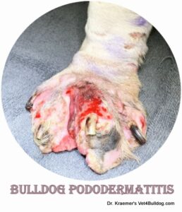 severe ulcerative bulldog paw