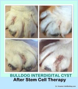 Interdigital Cyst in English Bulldogs stem cell therapy