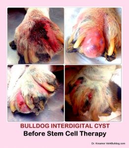 Interdigital cyst hotsell bulldog treatment