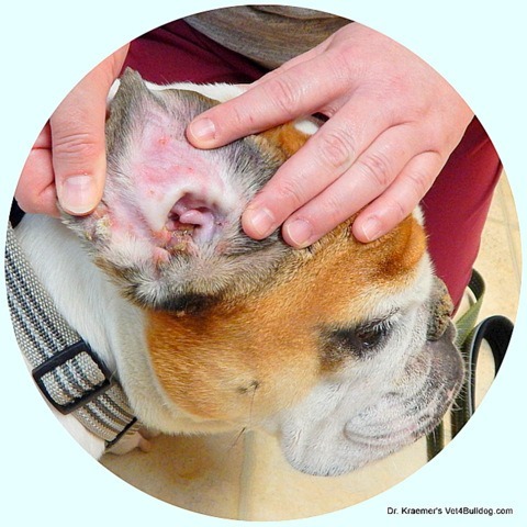 Allergic Otitis in Bulldogs and French Bulldogs