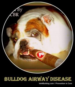 Aspiration Pneumonia in bulldogs