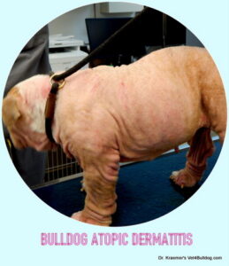 Bulldog Atopic Itch dermatitis