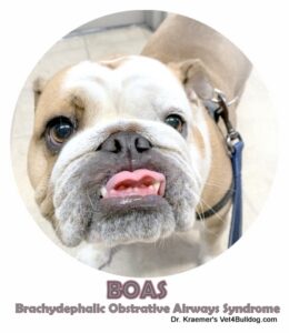 Bulldog dog looking up, standing indoors on floor.