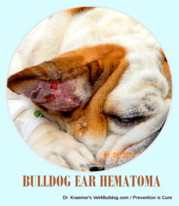 Bulldog Aural Ear Hematoma