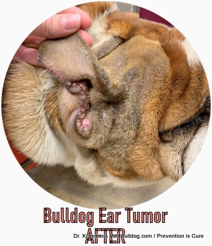Bulldog Ear pinna Tumor AFTER surgery