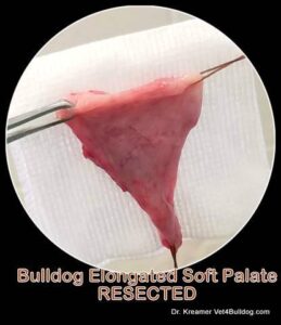 Bulldog Elongated Soft Palate Resected by Dr. Kraemer