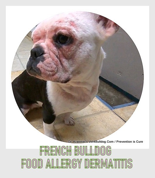 English bulldog food store allergies