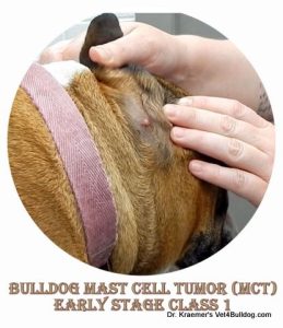 Bulldog examined for mast cell tumor. Text: BULLDOG MAST CELL TUMOR (MCT) EARLY STAGE CLASS 1