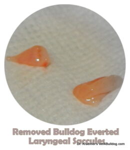 Bulldog Removed Everted Laryngeal Saccule