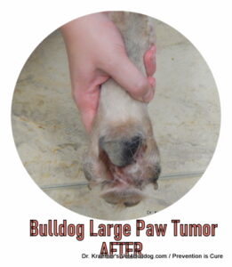 Intestinal Lymphoma Cancer in Bulldogs and French Bulldogs