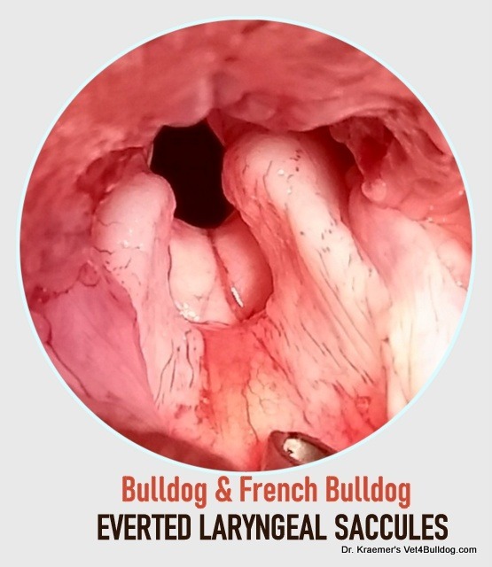 Bulldog everted laryngeal saccules