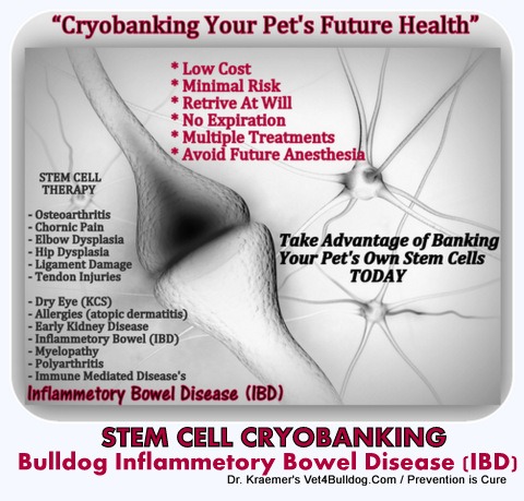 IBD Inflammatory Bowel in Bulldogs and French Bulldogs