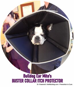 Bulldog Ear Mite Buster Collar