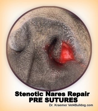 Bulldog stenotic nares after cut before suture