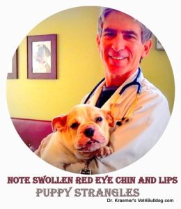 Eng bulldog puppy strangles