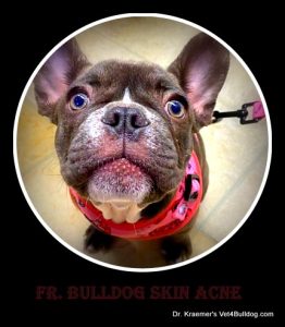 Fr. bulldog puppy skin acne