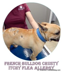 French Bulldog Itchy Flea Allergy