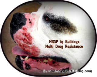 MRSA and MRSP Infection in Bulldogs and French Bulldogs puppies 