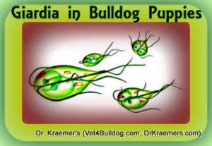 Giardia-In-bulldogs and french bulldog microscopic image