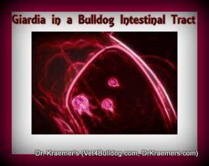 Giardia in bulldog puppies intestinal tract
