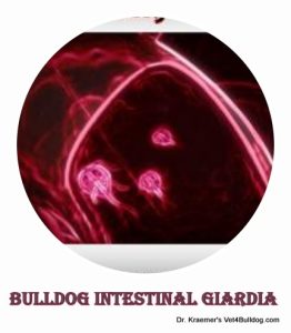 Giardia in bulldogs
